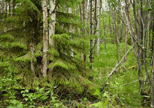 Mixed year-old Northern Forest - spruce and birch