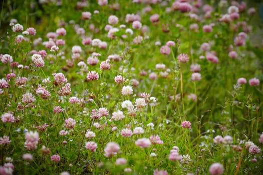 Meadow covered with blooming pink clover