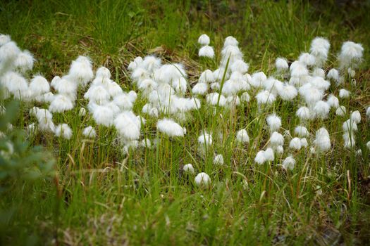 Marsh plant - cotton grass close-up during the fruiting