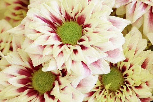 The background of the large flowers - pink Chrysanthemums