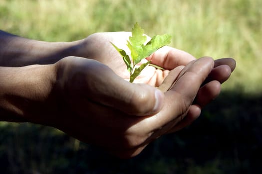 Small green tree oak in human hands