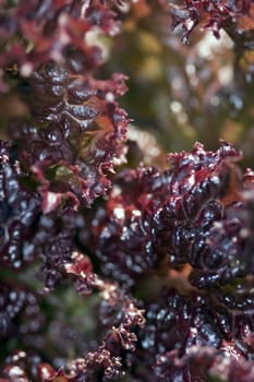 Photo of leaves of red salad close up
