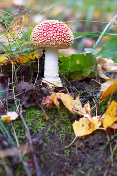 Amanita Muscaria mushroom aka fly agaric.