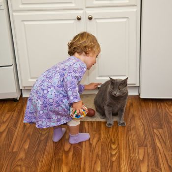 Cute little European toddler girl having fun chasing and playing with grey cat.