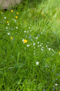 A meadow is a field vegetated primarily by grass and other non-woody plants (grassland).