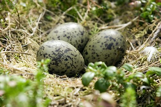 Spotty eggs of a bird in a nest on the nature