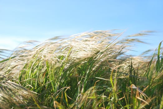 Grass moving by the wind on a sunny day.