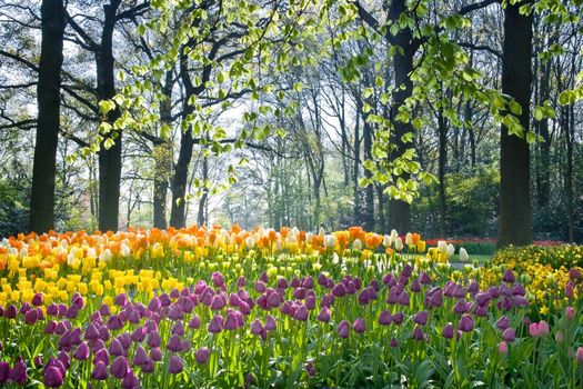 Spring flowers tulips and daffodils in april light