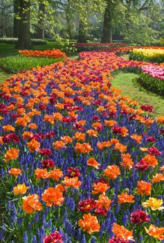 Colorful river of orange and red tulips with common grape hyacinth in spring