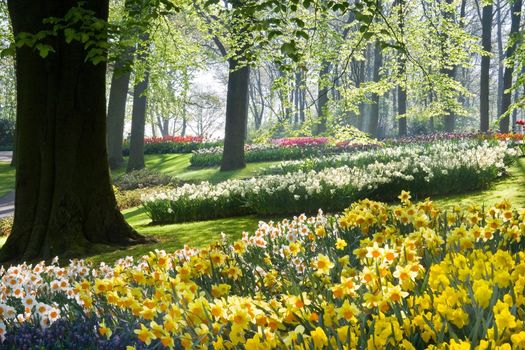 Daffodils and beechtrees in spring in early morning in park