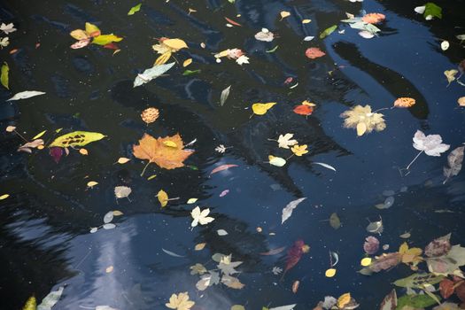 autumn`s leafs floating in water