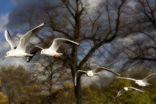 sea-gull flying in Hyde Park. London. UK