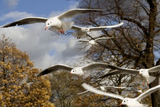 sea-gull flying in Hyde Park