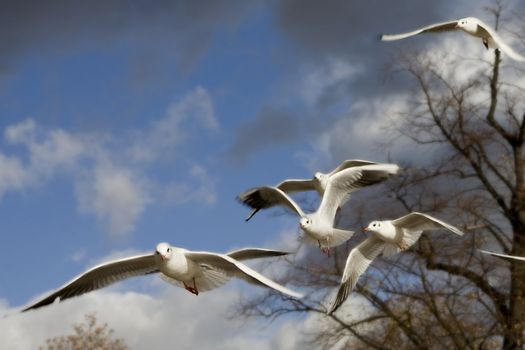 sea-gull flying in Hyde Park