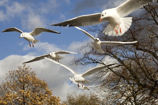 sea-gull flying  in Hyde Park. London. UK