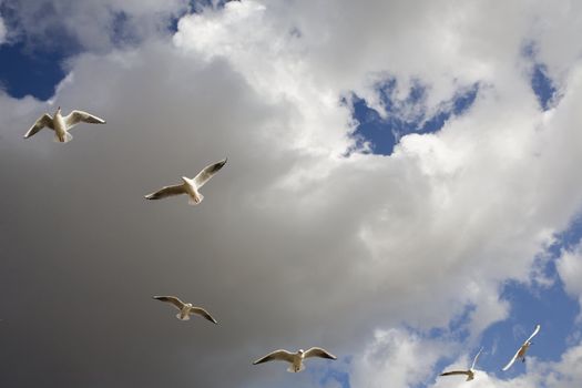 sea-gull flying  in Hyde Park. London. UK