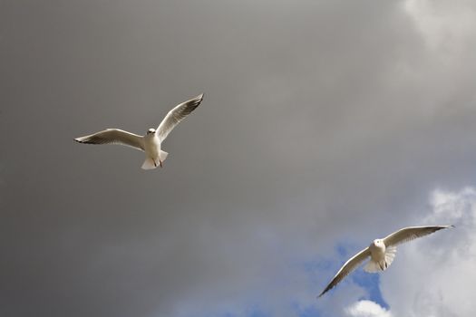 sea-gull flying  in Hyde Park. London. UK