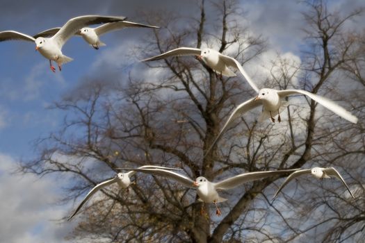 sea-gull flying  in Hyde Park. London. UK