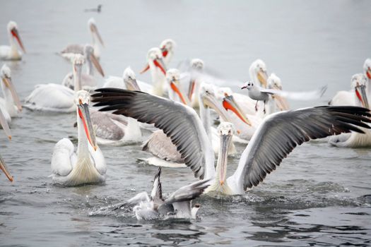 a pelican approaching with open wings to seagulls