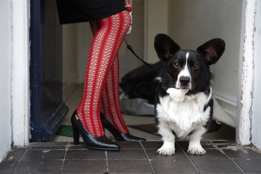 Dog on leash beside woman's legs