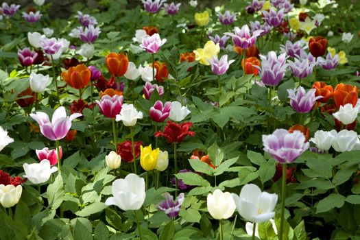 tulips in botanical gardens. Spring time