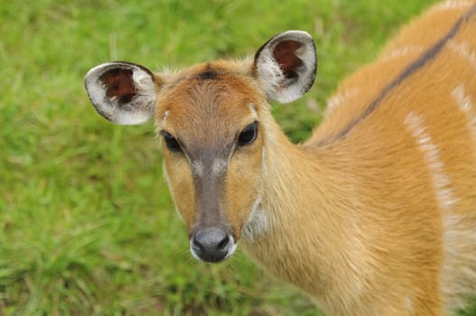 Close up of a Sitatunga (Tragelaphus spekii)