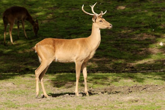 Close up of Burmese Brow Antlered Deer (Rucervus eldi thamin)