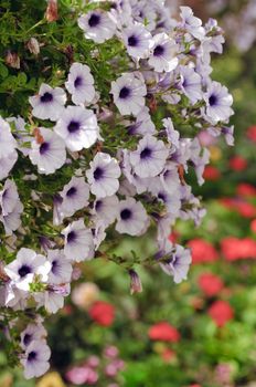 Hanging basket of purple and white Petunia