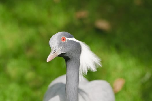 Close up of Demoiselle Crane (Anthropoides virgo)