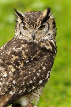 Close up of Mackinders Eagle Owl (Bubo mackinderi)