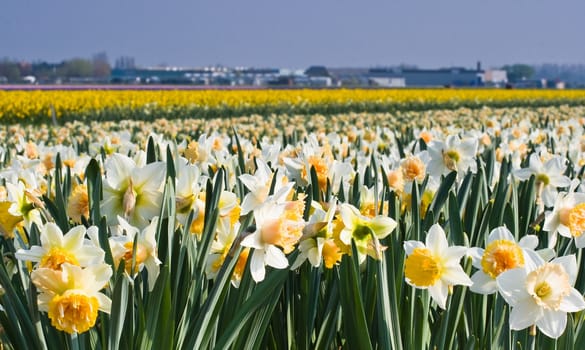 White and yellow daffodils in springtime in close view