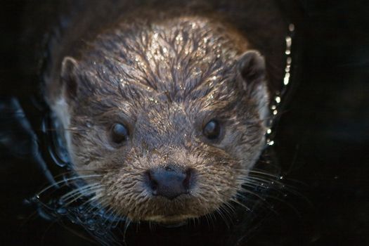 European otter fast swimming  in the shadow