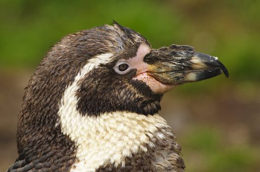 Closeup of a Humboldt Penguin (Spheniscus humboldti)