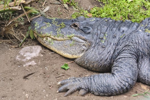 Close up of an Alligator (alligator mississippiensis)