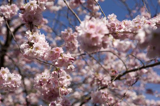 Spring. Blossoming cherry tree