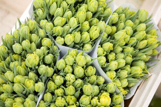 yellow tulips in the bucket. Flower market