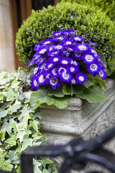 blue primula as street decoration. Flower