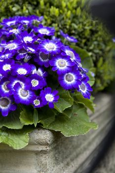 blue primula as street decoration. Flower