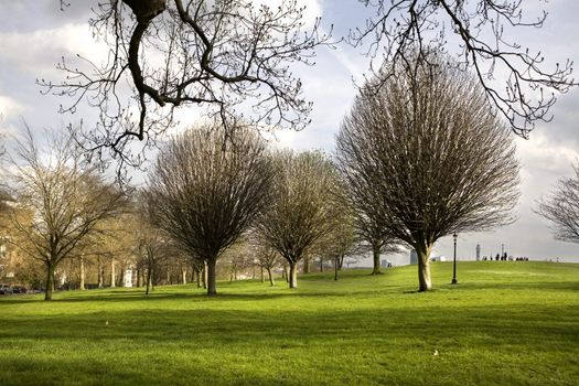 row of willows 