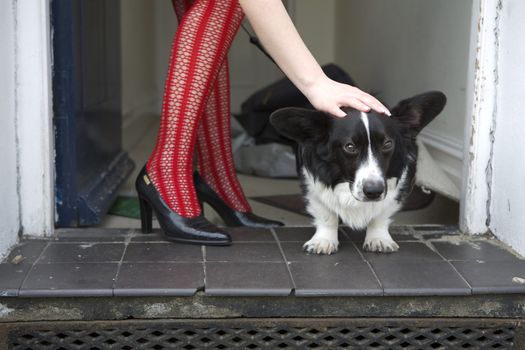 dog at woman`s legs in red fishnet stockings