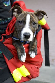 little cute puppy dog in bag. Owner carry puppy in bag