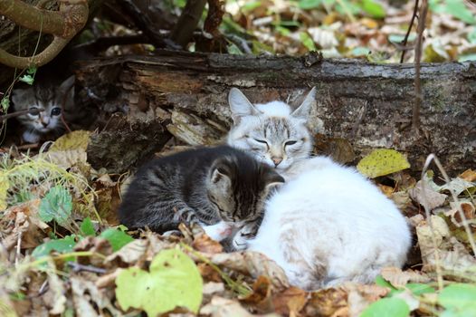 Cat with kittens in autumn wood