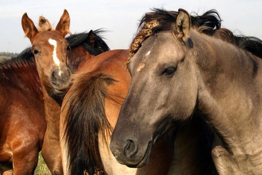 herd of horses