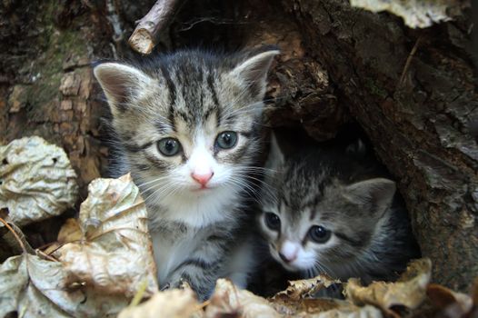 Cat with kittens in autumn wood