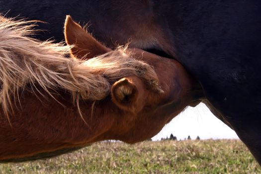 The foal is fed with milk of mother