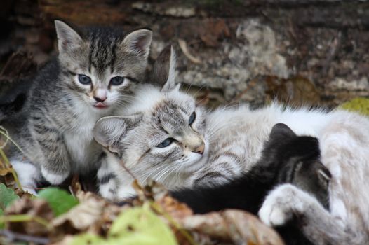 Cat with kittens in autumn wood