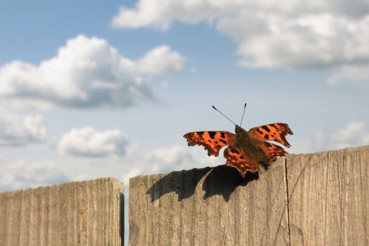 The butterfly sits on a fence. Behind the sky with clouds.
