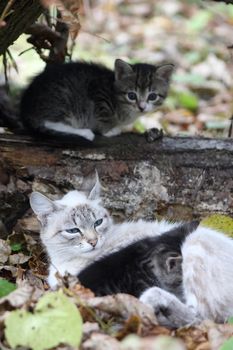 Cat with kittens in autumn wood