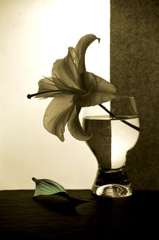 Lily in a glass with water
