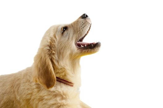 Golden retriever puppy with open mouth isolated on white
